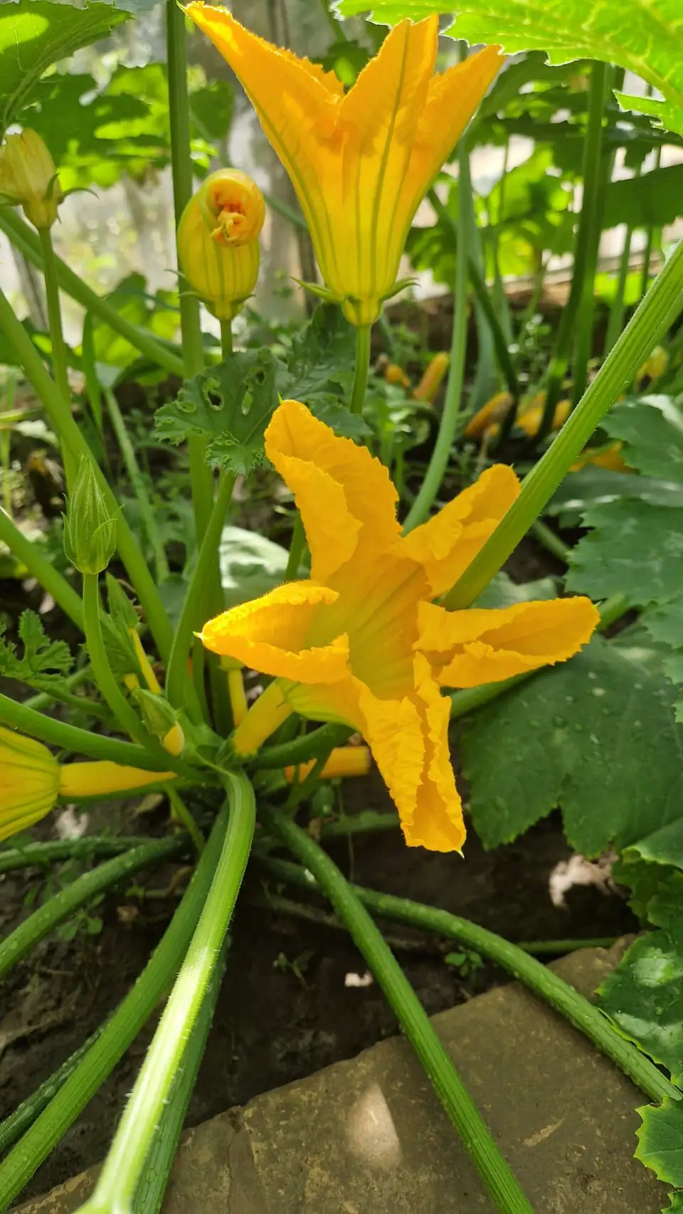Fleurs de courgette — la serre du Mas en pleine production