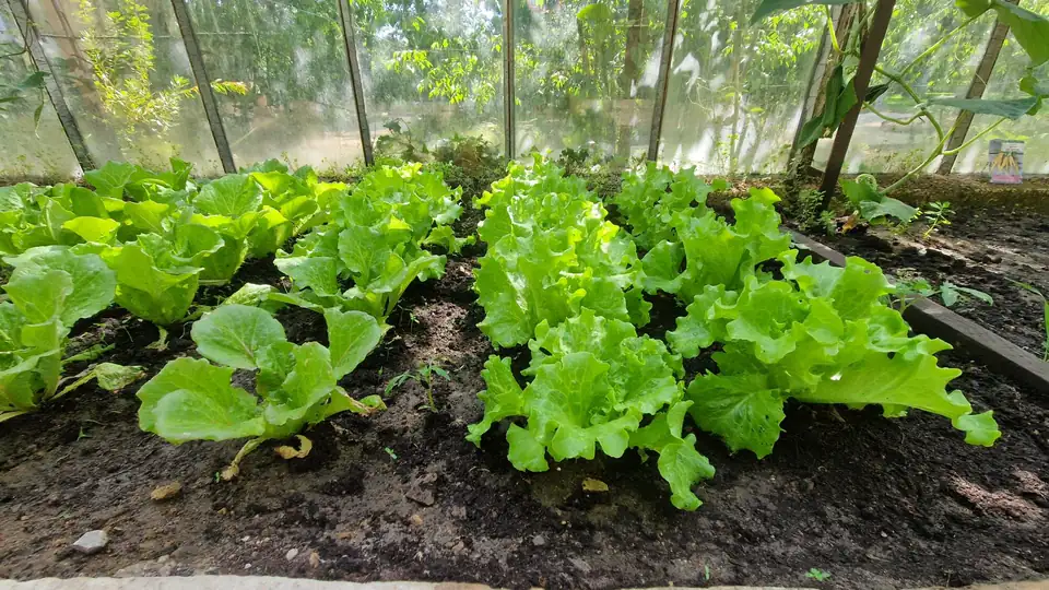 Salades fraîches cultivées dans la serre du domaine