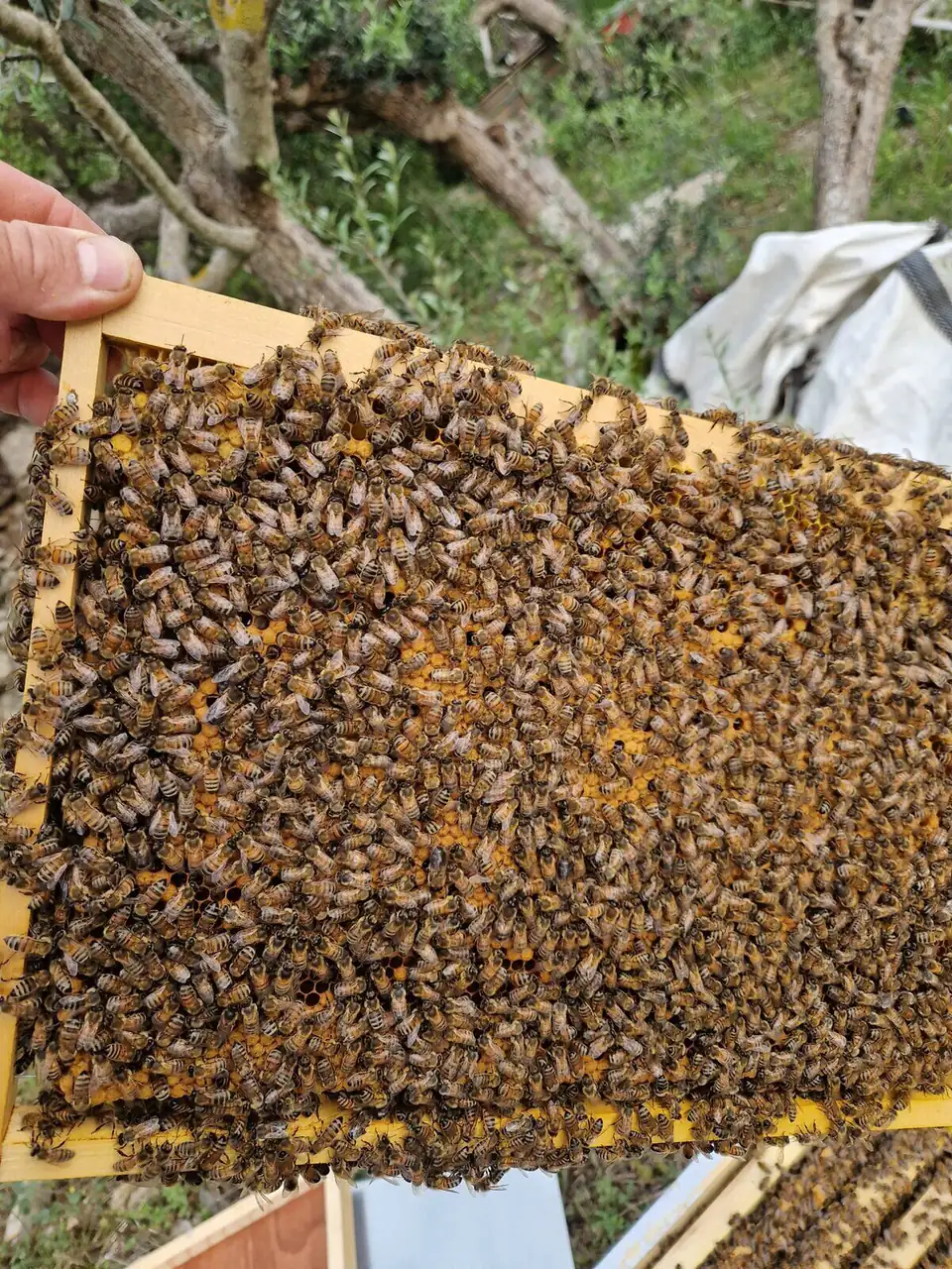 Cadre d'abeilles du Mas de la Massane